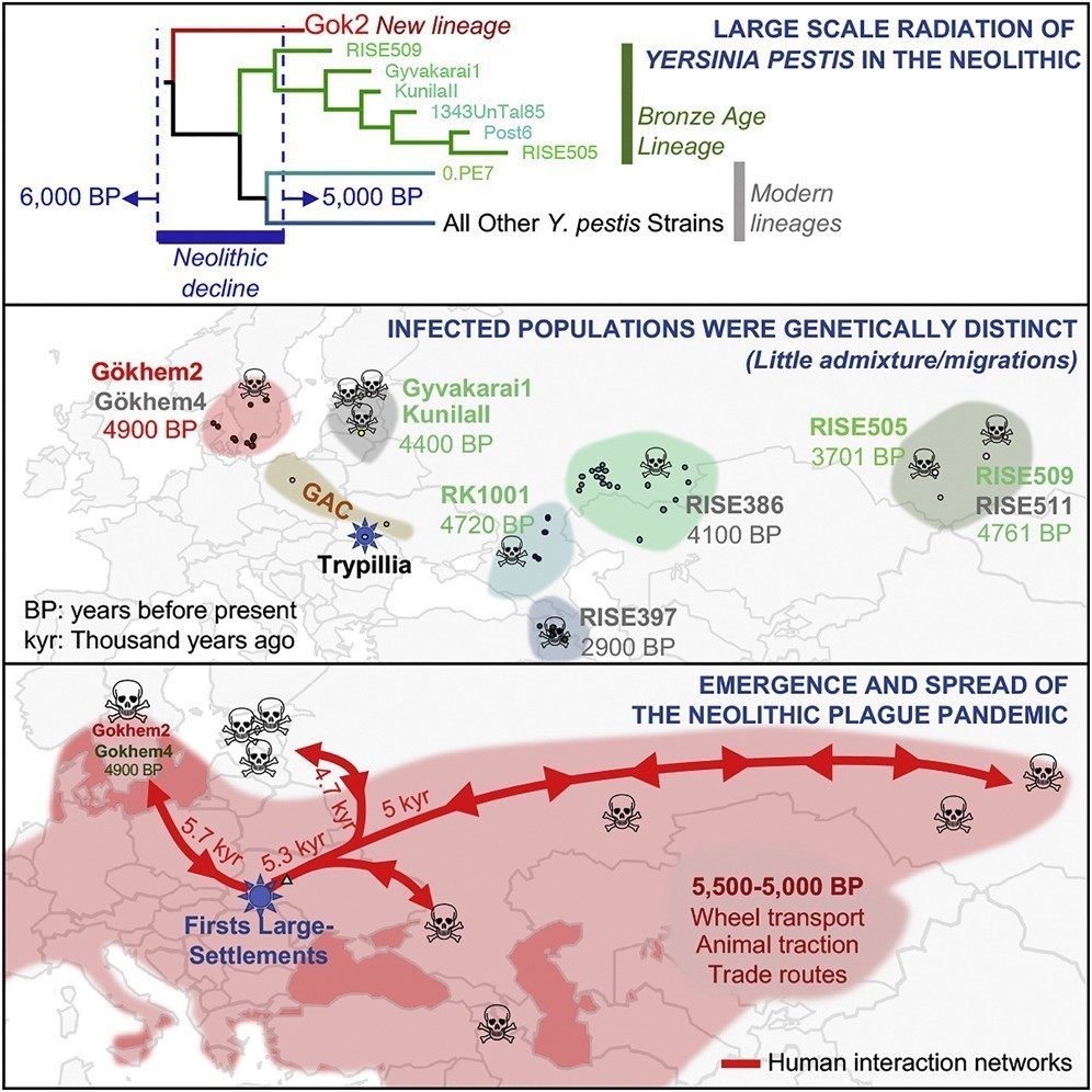 Yersinia pestis © 2018 Elsevier Inc.