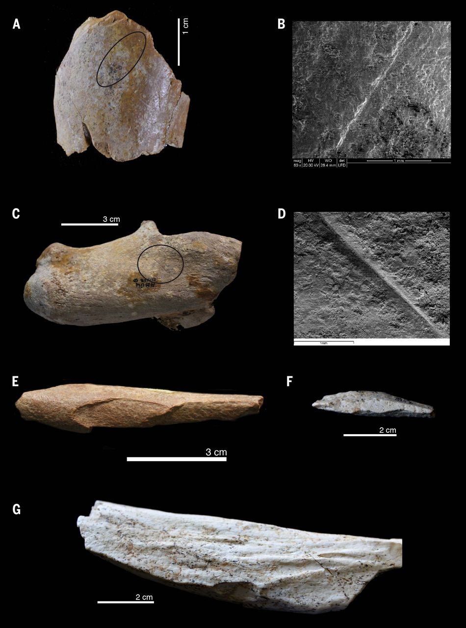 Afrique du Nord, des hominidés en avance de 500 000 ans