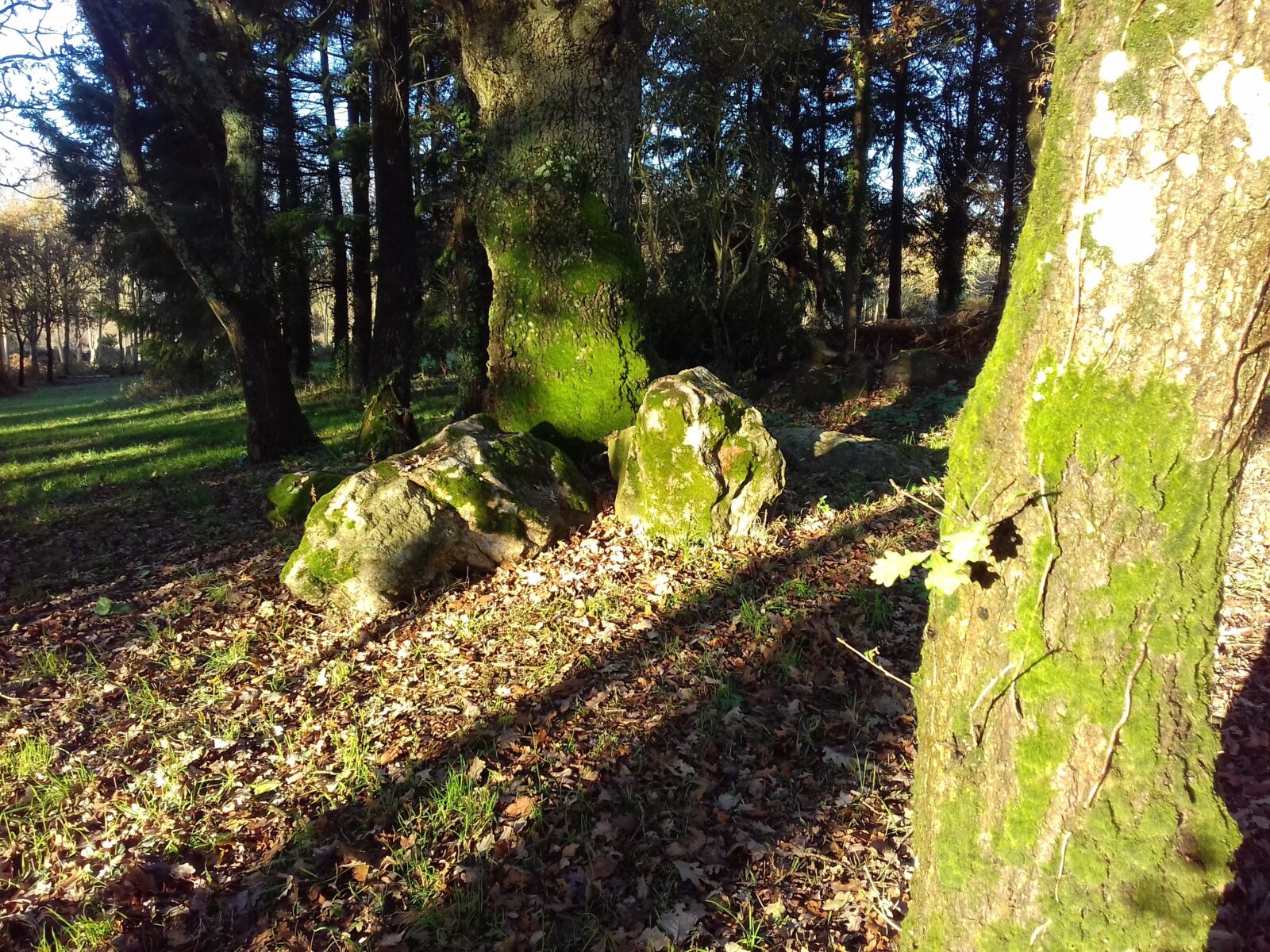 Menhirs dans une forêt