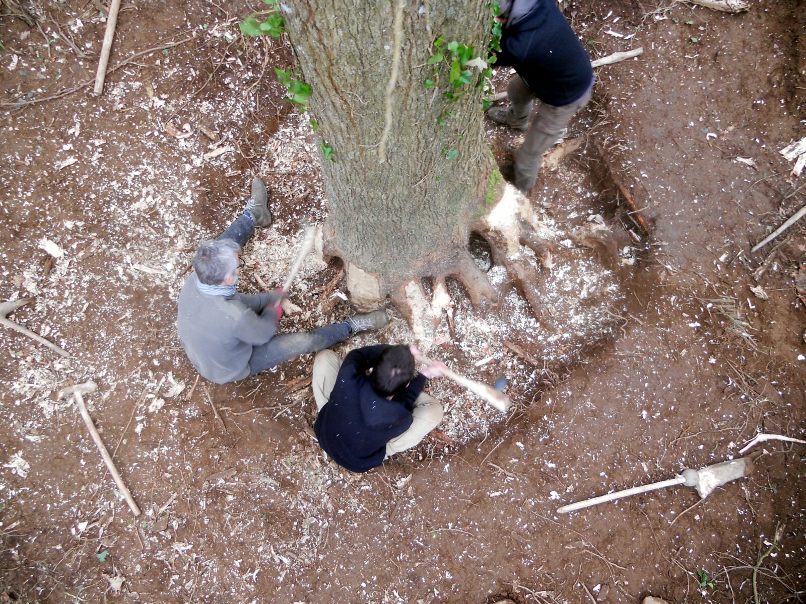 Trois Hommes abattent un arbre avec des haches en pierre polie