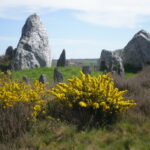 Monument funéraire dolmen tumulus château bû ajonc en fleurs